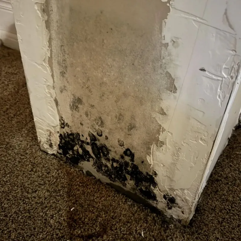 Professional Mold Removal in Nazareth, PA